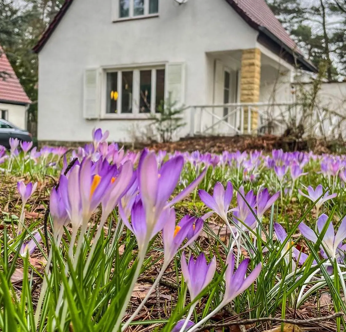 Ferienhaus Am Weissen Adler Dresden